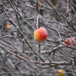 Even modest passive income streams will bear fruit (Image by Lindsay Haver)
