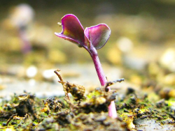 Growth investing