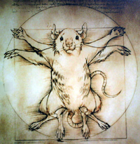 Behavioural finance: From laboratory to the markets