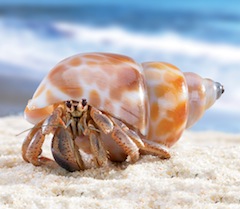 Hermit crabs rent their homes. Sort of.