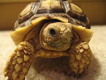 Trade as rarely as a tortoise and you could reduce your capital gains tax bill