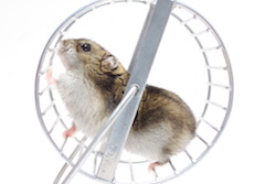 Hamster on a wheel: At least he doesn’t pay income tax